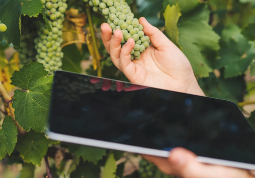 用人工智能结出“更甜蜜的果实”